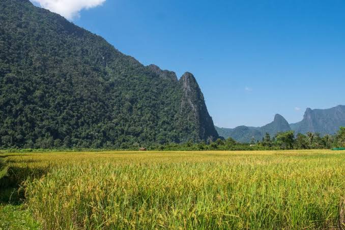laos- laos rice paddies